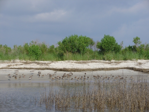 Shorebirds congregating on Wolf Island National Wildlife Refuge
