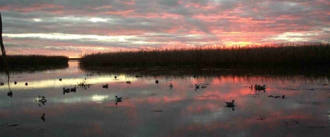 Decoys in a marsh at sunrise