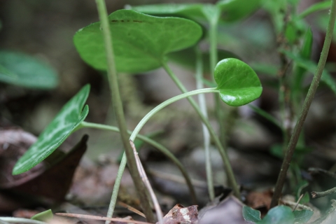 Three heart-shaped leaves, each on the end of a stem growing out of the ground