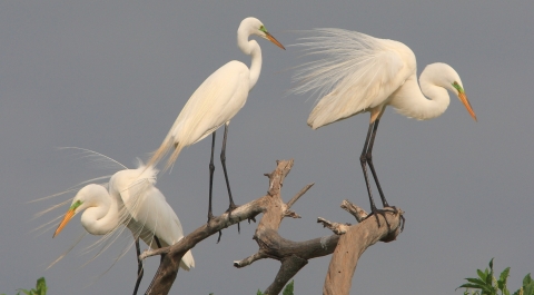 Egrets perched in tree