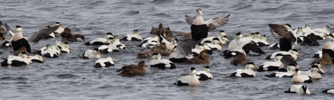 Flock of ducks with black and white bodies and heads on the water