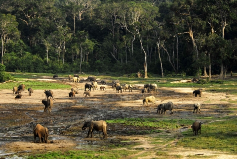Herd of African forest elephants in an open clearing adjacent to forest