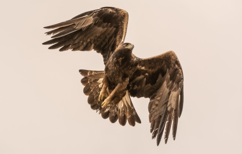 Golden eagle flying