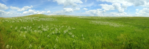 A beautiful green grassland field with white flowers in bloom under a partially cloudy sky