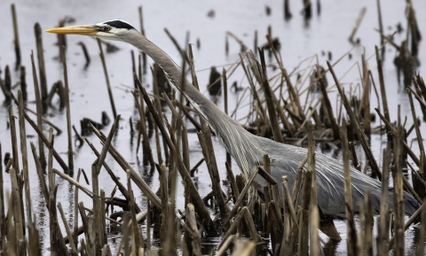 A great blue heron is amidst cattail stubs and is wading in water 3/4 the way up it's legs. Neck outstretched in a side profile, it's on the hunt.
