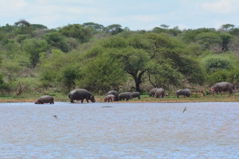 Africa - Hippos near watering hole