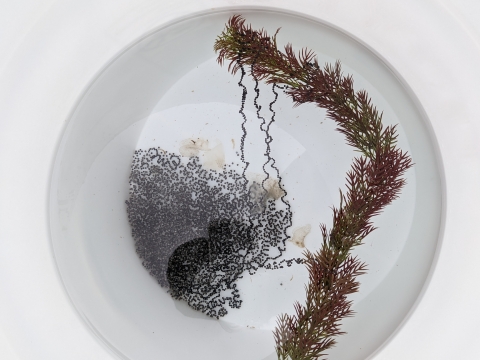 Photo of a strand of black Houston Toad eggs and a piece of aquatic vegetation next to it in a cup