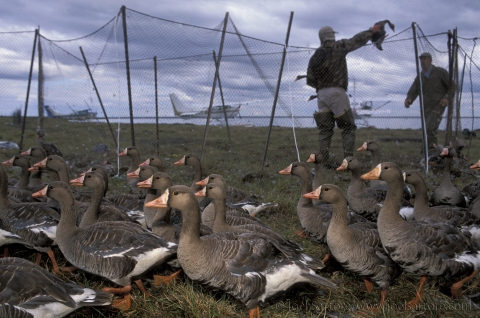 Group of brown geese with orange bills gathered in an area surrounded by a net with a man holding one and airplanes in the background.