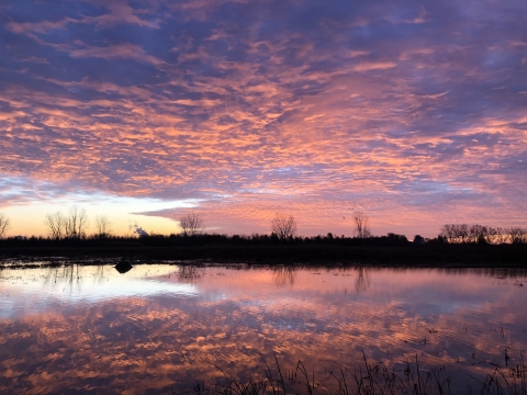Sunrise over a wetland with pink and purple clouds reflected in the water
