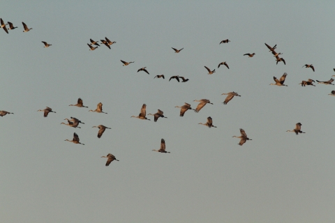 Sandhill cranes and mixed group of geese flying off refuge during early morning.
