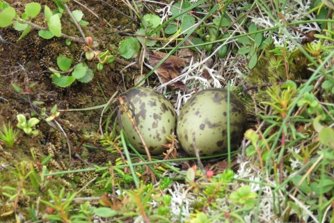 Two green and brown speckled eggs sitting on the tundra