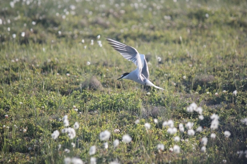 Bird with white body and black head hovering over tundra with cotton grass