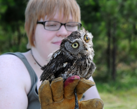 Injured owl held in hand.
