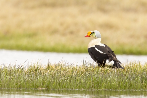 Duck with red, yellow and black bill, blue head and white and black body sits on the tundra