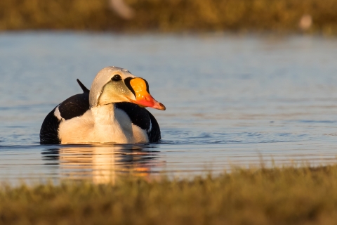 Duck with red, orange, and black bill, green cheek, blue head, and black and white body rests on the water