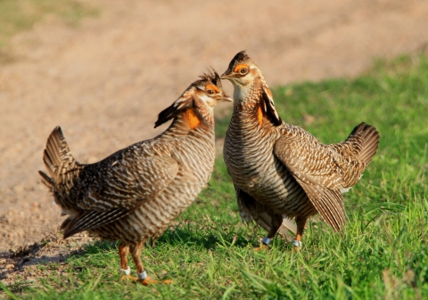 Two male Attwater prairie chickens stand in a grassy patch next to a road.
