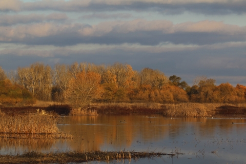 A flooded wetland with trees in the background.