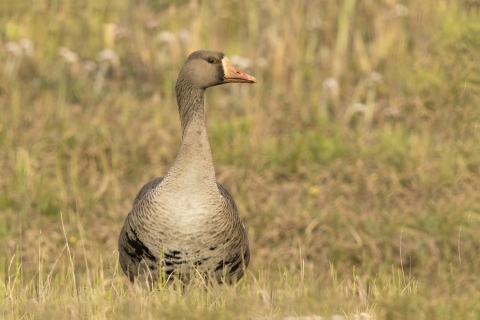 Goose with pale brown plumage and black speckling on belly, orange bill