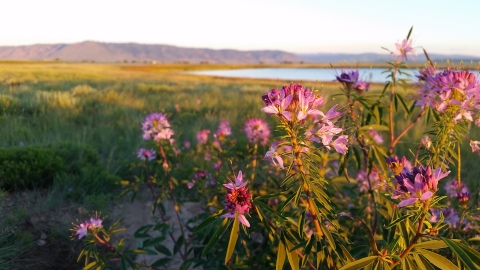 Wild flowers in the frame overlooking Mortenson Lake National Wildlife Refuge