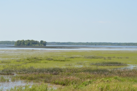 View of Rice Lake wetland. Green aquatic plants cover the majority of the surface area, with pockets of water in the foreground and more open water in the background. There's an island of trees within the wetland with a border of trees on the far side.