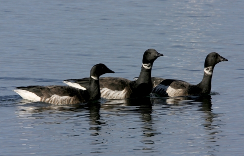 Three geese with black head and bodies and white feathers around neck