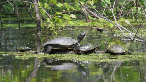 Four turtles, including painted and map turtles, sun on a submerged log among branches and duckweed
