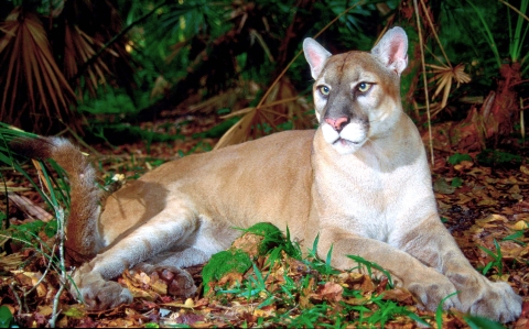 An image of a Florida Panther resting on the ground.