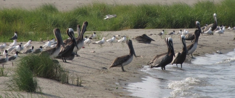 pelicans and terns gathered on beach shore 