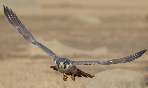 Falcon with grey plumage, grey cheek patches, and yellow and grey beak in mid-flight.