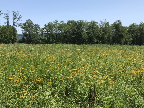 Meadow restored with native flowering plants for increasing pollinators in West Virginia