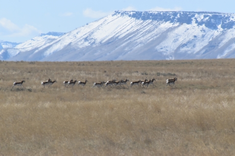 Herd of pronghorn running across a grassy plain, with snowy mountains in the background.