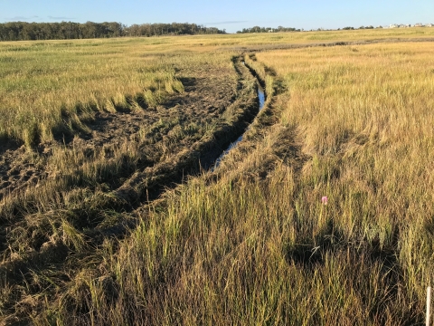 Reeds Beach Marsh, with freshly cut runnel going down the middle. 