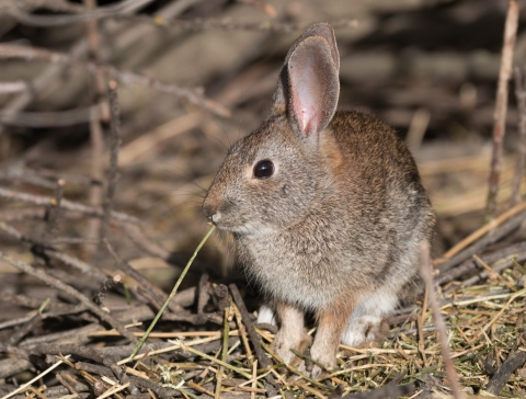 Brown rabbit surrounded by dead brown brush, looking to the left.