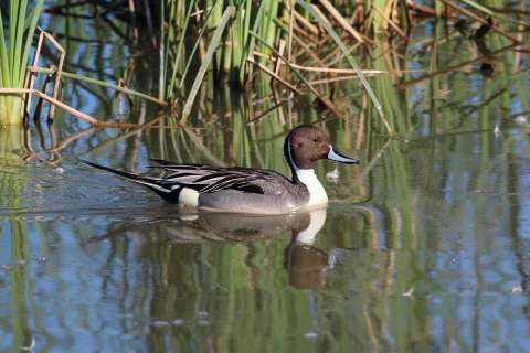 Male northern pintail duck.