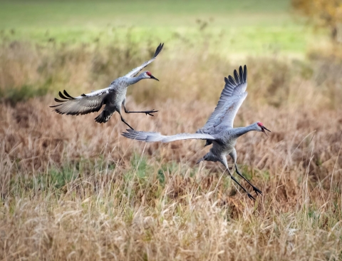 Two Sandhill cranes coming in for a landing