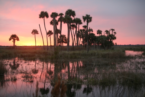 Sunrise view of cabbage palms surrounded by marsh