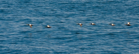 a row of six seaducks with black bodies and white wings fly over water