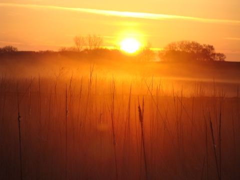 Orange sun rises over a marsh with trees on the horizon and tall grasses silhouetted in the foreground