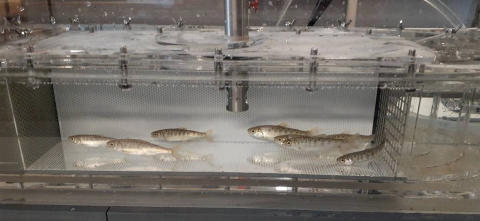 Juvenile Chinook salmon swim in a tank. They are all facing to the left.