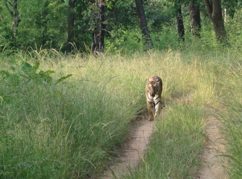 A tiger walks along a dirt road cutting through tall grasses, with forest in the background