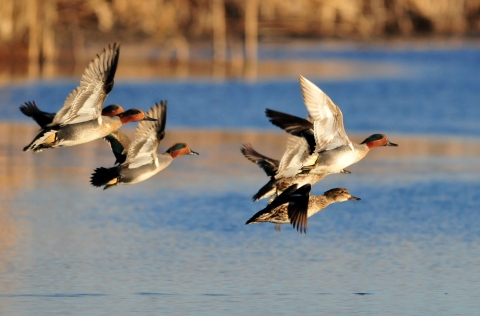 An image of green-winged teal flying over water.