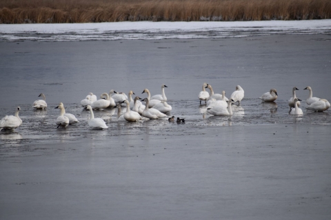 Tundra Swans swimming in lake in winter.