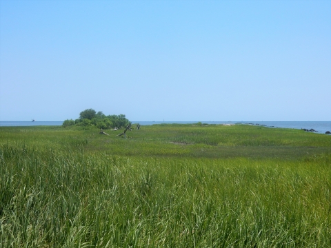 A large field of green grass extends out to the ocean in the distance.