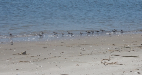 Shorebirds along the water's edge at the ocean