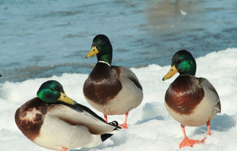 three ducks with green heads, brown and white bodies, orange feet standing on the ice
