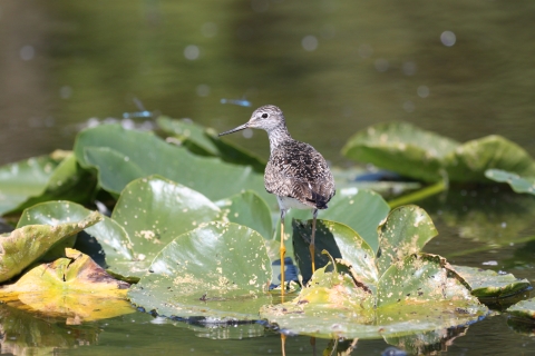 A bird with brown and white plumage and long yellowlegs stands on a water lily.