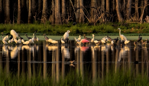 A variety of wading bird species congregating at Harris Neck NWR