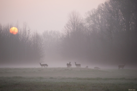 White-tailed deer during sunrise in the fog at a distance