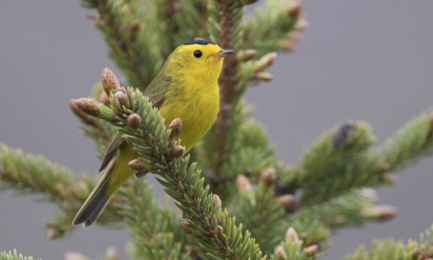 Yellow bird with black cap sits on a spruce tree branch
