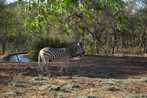 Zebra Africa 2019